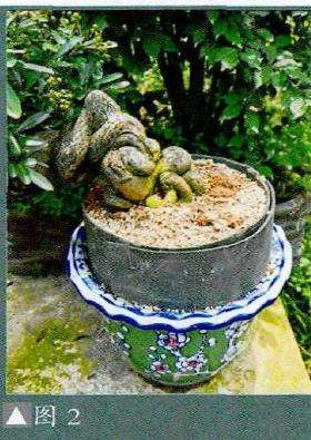 图解 小品盆景怎么夏季养护的5个步骤