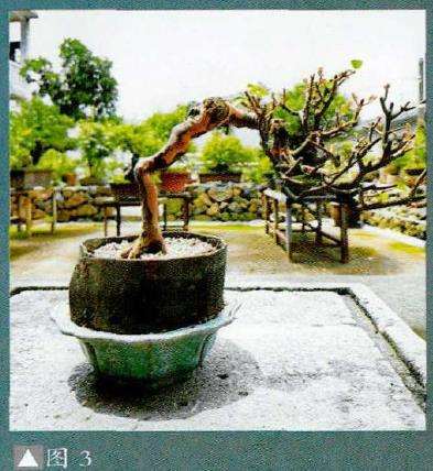 图解 小品盆景怎么夏季养护的5个步骤