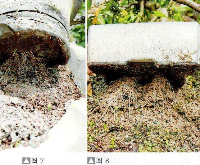 图解 小品盆景怎么夏季养护的5个步骤