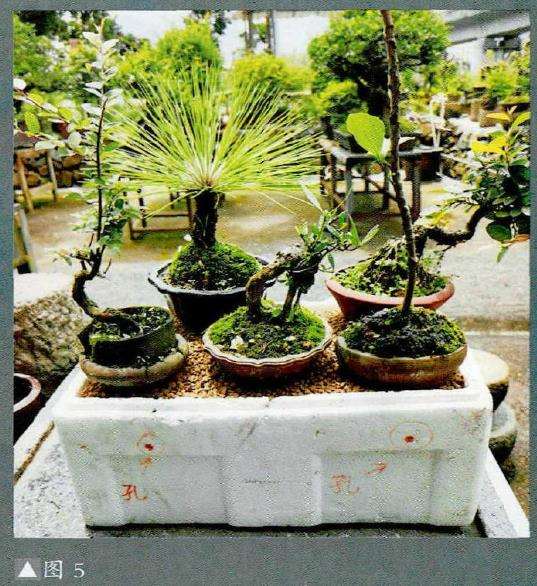 图解 小品盆景怎么夏季养护的5个步骤