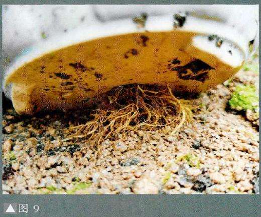 图解 小品盆景怎么夏季养护的5个步骤