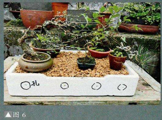图解 小品盆景怎么夏季养护的5个步骤