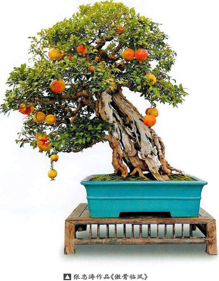 石榴盆景怎么造型形式的9个方法 图片