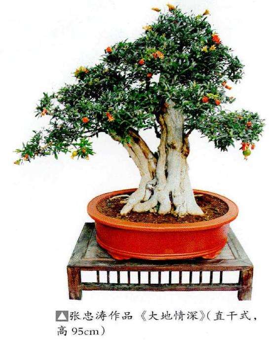 石榴盆景怎么造型形式的9个方法 图片