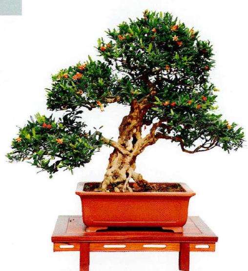 石榴盆景怎么造型形式的9个方法 图片