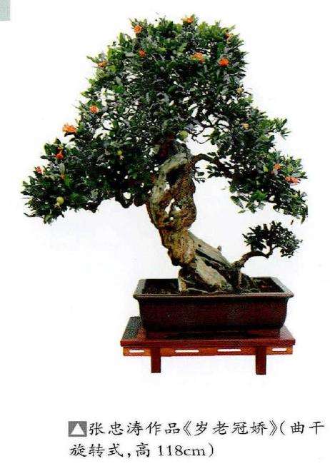 石榴盆景怎么造型形式的9个方法 图片