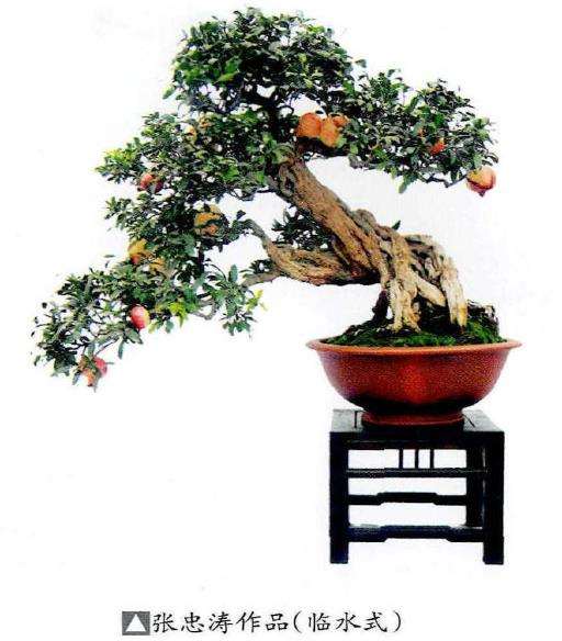 石榴盆景怎么造型形式的9个方法 图片