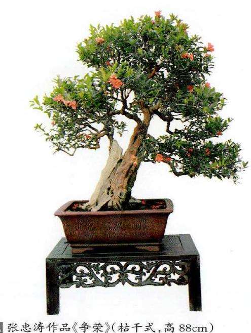 石榴盆景怎么造型形式的9个方法 图片