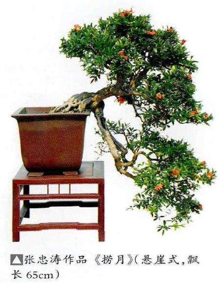 石榴盆景怎么造型形式的9个方法 图片