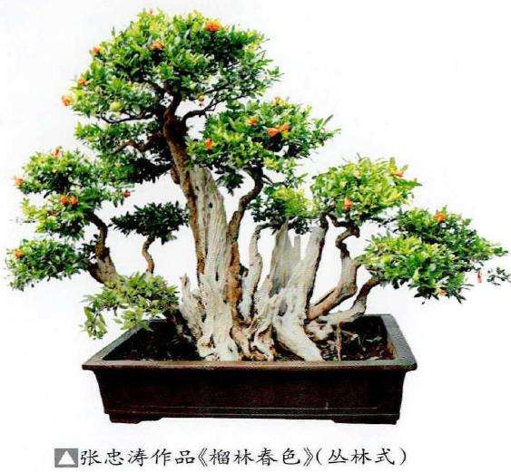 石榴盆景怎么造型形式的9个方法 图片