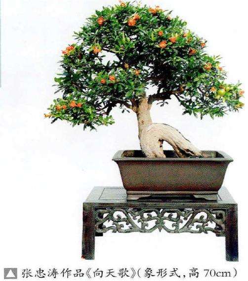 石榴盆景怎么造型形式的9个方法 图片