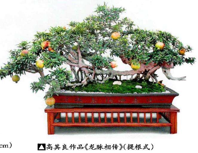 石榴盆景怎么造型形式的9个方法 图片