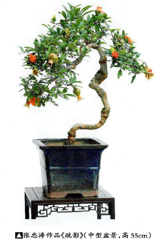 石榴盆景怎么造型形式的9个方法 图片