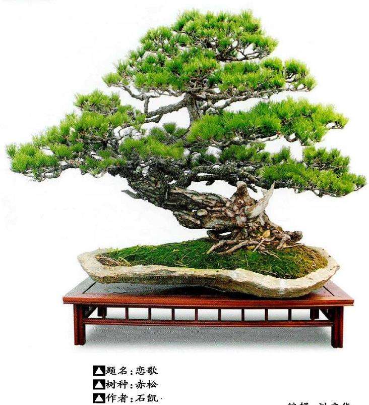 松树盆景怎么年度管理的12个要点