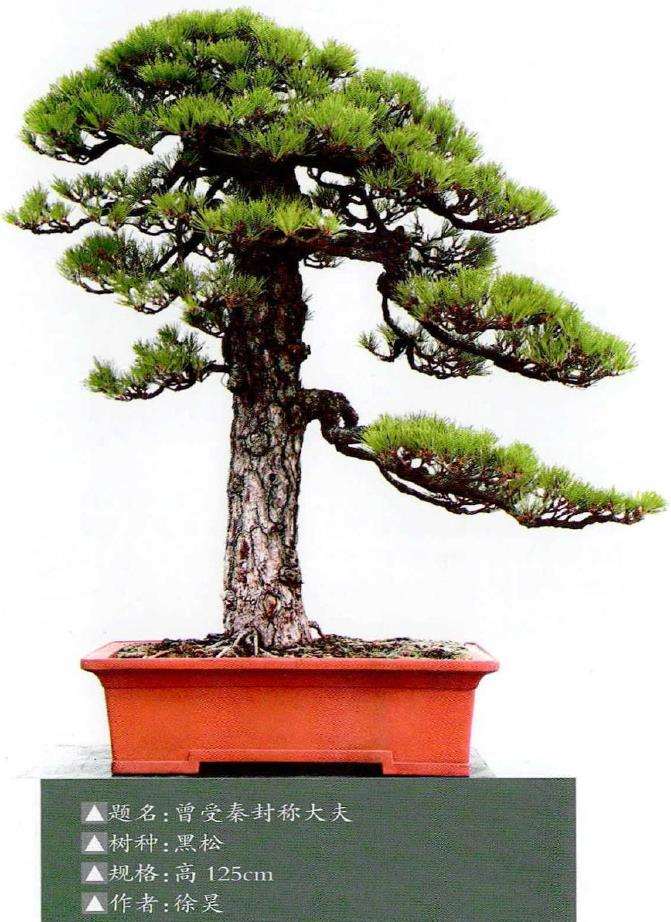 松树盆景怎么年度管理的12个要点