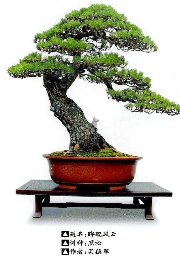 松树盆景怎么年度管理的12个要点