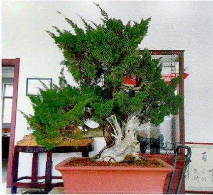 图解 崖柏盆景怎么嫁接真柏的7个步骤