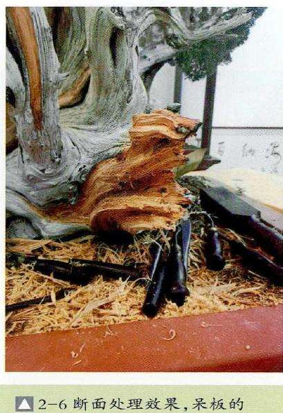 图解 崖柏盆景怎么嫁接真柏的7个步骤