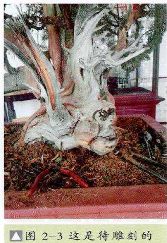 图解 崖柏盆景怎么嫁接真柏的7个步骤