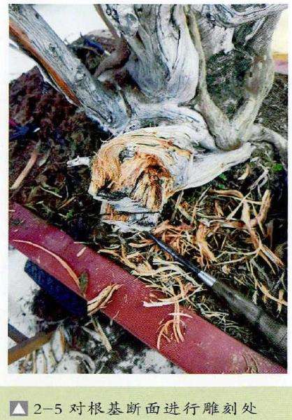 图解 崖柏盆景怎么嫁接真柏的7个步骤