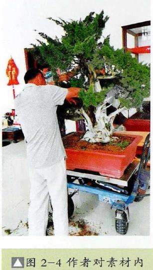 图解 崖柏盆景怎么嫁接真柏的7个步骤