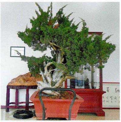 图解 崖柏盆景怎么嫁接真柏的7个步骤