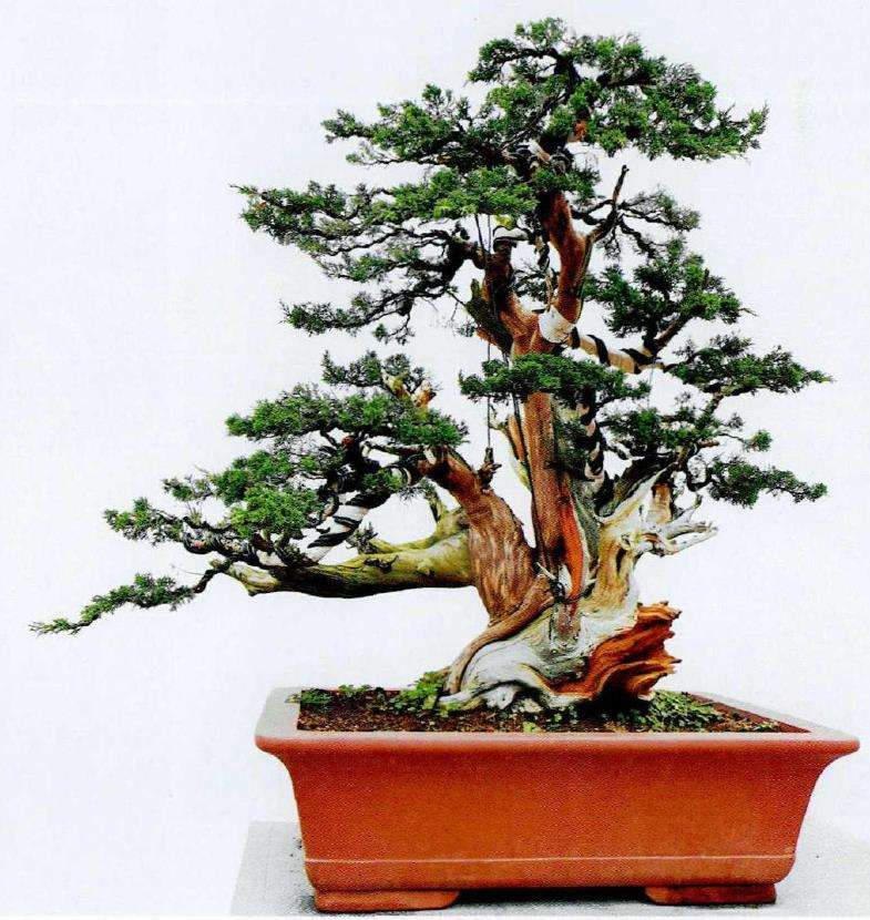 图解 崖柏盆景怎么嫁接真柏的7个步骤