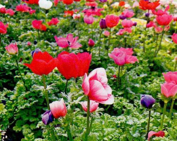 银莲花怎么栽培繁殖的3个步骤
