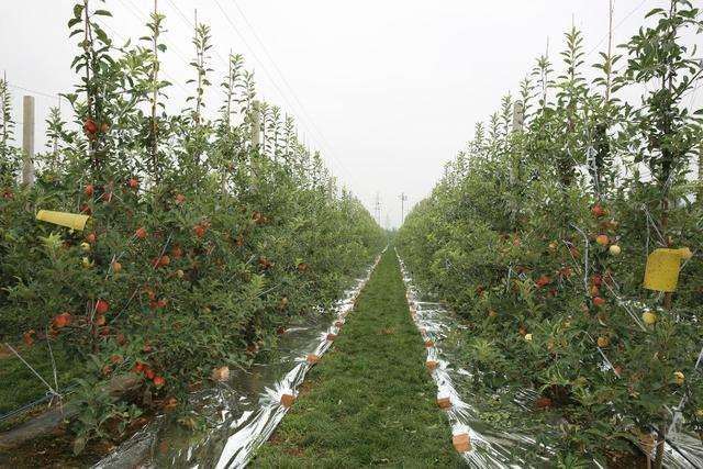 怎么推动果树栽培技术推广的4个措施