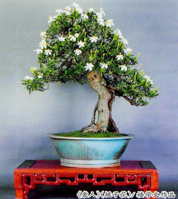 栀子花土壤怎么施肥的3个步骤