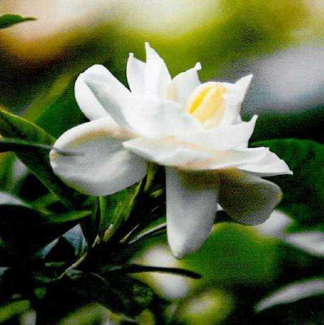 栀子花怎么光照防寒的4个步骤