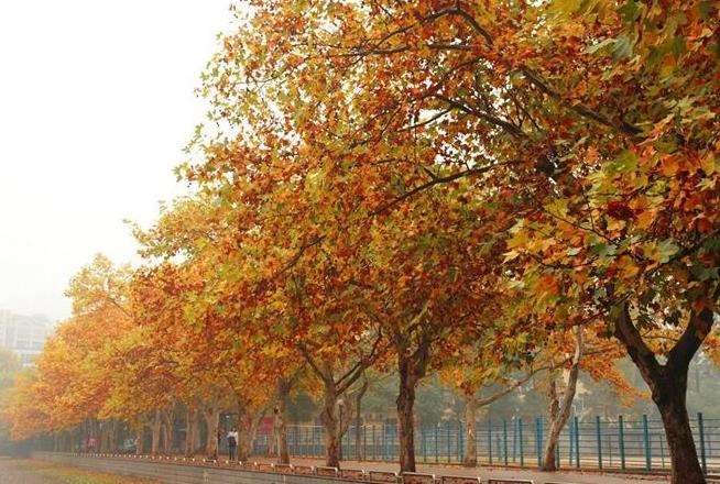 行道树法桐主要病虫害的3个防治措施