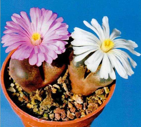 风铃玉多肉怎么移植施肥5个的步骤