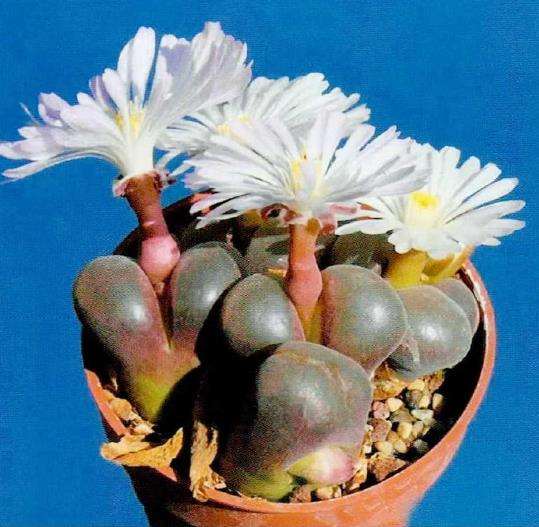 风铃玉多肉怎么移植施肥5个的步骤