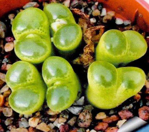 风铃玉多肉怎么移植施肥5个的步骤