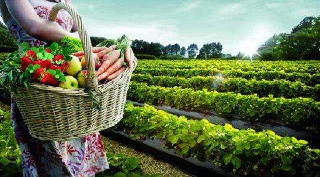 绿色农业种植技术推广的3个积极意义