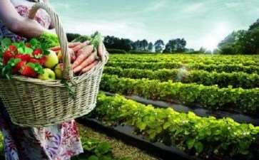 绿色农业种植技术推广的3个积极意义