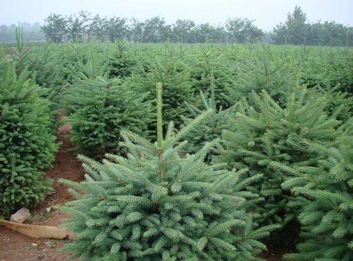 青海云杉的病虫害怎么防治的3个策略