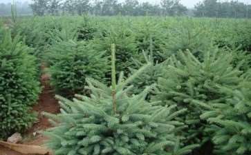 青海云杉的病虫害怎么防治的3个策略