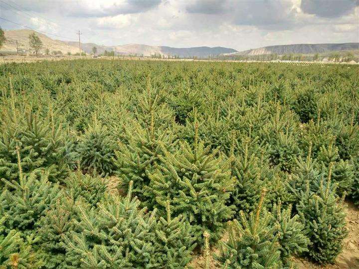 青海云杉的5个培育技术要点