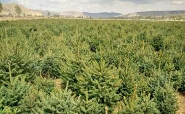 青海云杉的5个培育技术要点