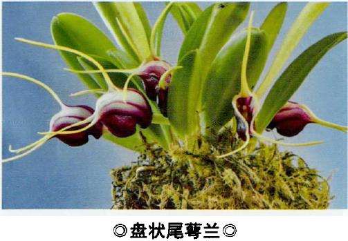 尾萼兰品种欣赏 (五) 图片