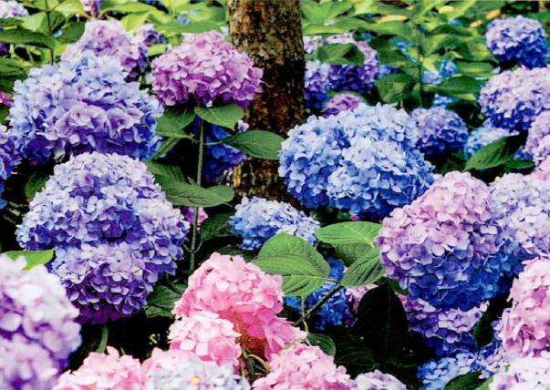 国家4A级旅游景区大连英歌石植物园