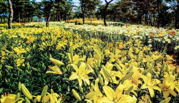 国家4A级旅游景区大连英歌石植物园