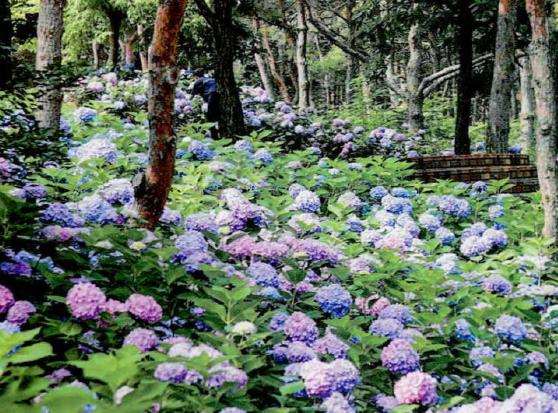 国家4A级旅游景区大连英歌石植物园