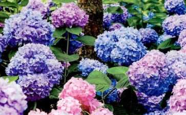 国家4A级旅游景区大连英歌石植物园