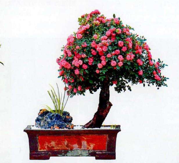 盆景月季欣赏 图片
