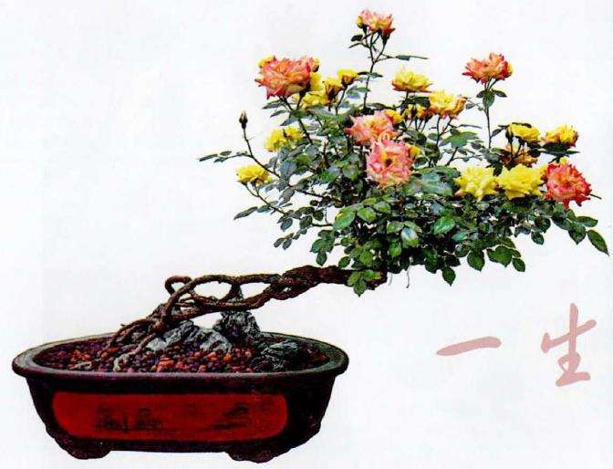 盆景月季欣赏 图片