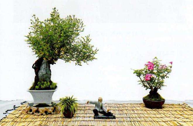 盆景月季欣赏 图片