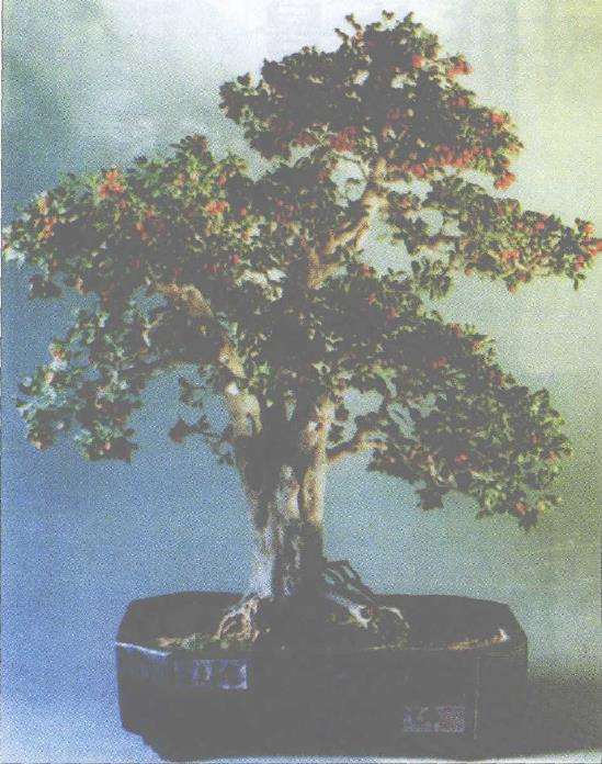 赏九里香盆景《吉庆满堂》 图片